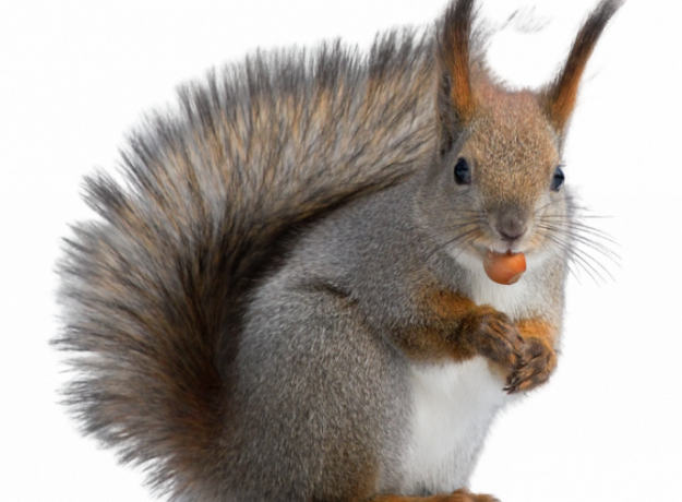 GUIDA ALLA SCELTA DELLA NOCCIOLATA